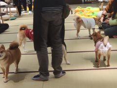 -逗柴咖啡屋·狗咖猫咖宠物桌游
