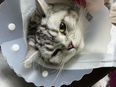 -纳吉亚猫专科动物医院博雅分院