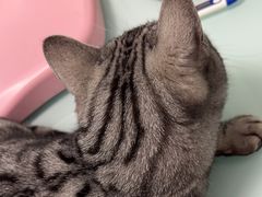 -宠福鑫康馨动物医院·骨科·眼科