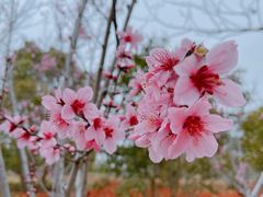 -狼山风景名胜区