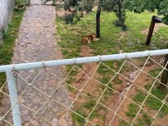 -西霞口神雕山野生动物世界