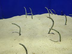 -上海海洋水族馆