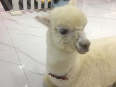 -鸣记脆皮烤鱼(铁西店)