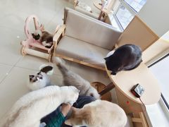 -鼓捣猫呢主题猫咖店