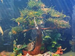-中环花鸟鱼虫市场