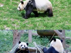 -都江堰中华大熊猫苑