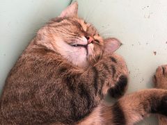 -猫在这儿猫咪咖啡馆·撸猫馆