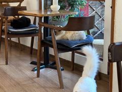 -有猫主题·治愈系猫咖(曾厝垵店)