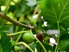 -北戴河集发农业梦想王国