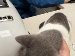 -瑞派康怡24h宠物医院·犬猫医疗中心·微创绝育(瑞景分院)