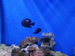 -芜湖新华联大白鲸海洋公园