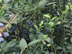 -金谷域澳洲庄园