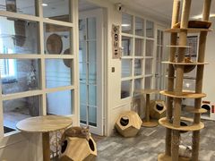 -楼上猫咖(罗湖店)
