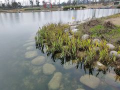 -白鹭湾湿地公园