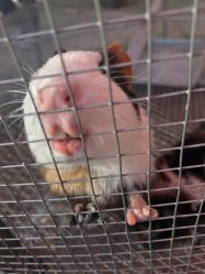 -萌宠亲子动物乐园(槐房万达店)