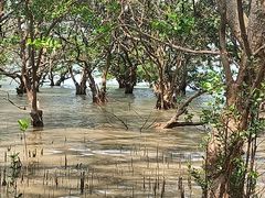 -宝安西湾红树林湿地公园