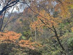 -香炉山国家森林公园