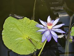 -国家植物园南园