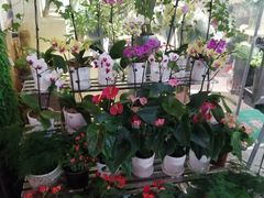 -花草间花行(法华镇路店)