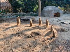 -上海野生动物园