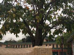 -广东圆玄道观
