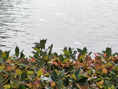 -洋湖国家湿地公园