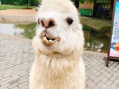 -常州淹城野生动物世界