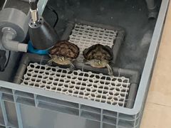 -立德动物医院·异宠·CT·鹦鹉(天河店)