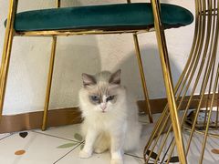 -喵喵咪呀布偶猫咖(春熙路店)