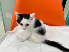 -纳吉亚猫专科动物医院博雅分院