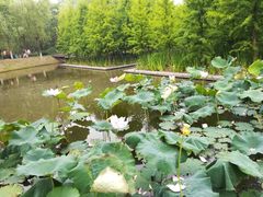 -泰州凤城河风景区-泰山公园