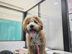 -伟伟宠物医院·CT影像中心·瑞派犬猫综合性门诊(汉口总院)