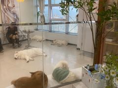-共舞时光猫咖·狗咖(新街口店)
