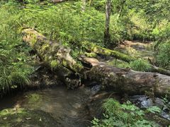 -五营红松林海景区