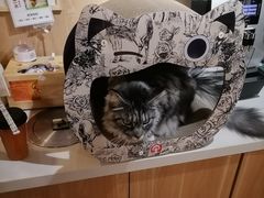 -MOCHA明星猫咖(田子坊店)