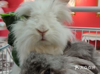 我们是晚上八点多去的，来撸兔都差不多都走了