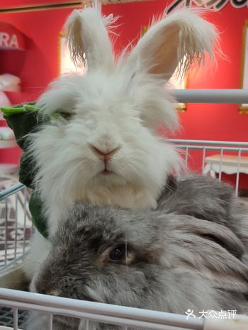 我们是晚上八点多去的，来撸兔都差不多都走了