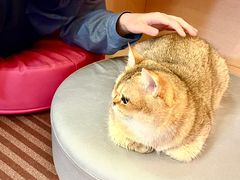 -MOCHA明星猫咖(田子坊店)