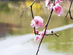 -红梅公园