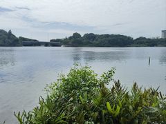 -华侨城湿地公园