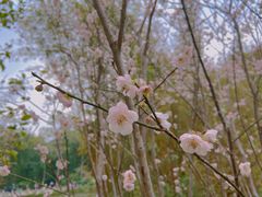 -广州市白云山风景名胜区