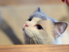 -瞄一喵猫咖(格力海岸店)
