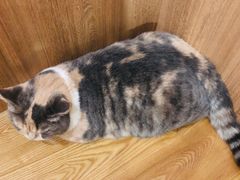 -藦茜花园宠物主题亲子互动体验馆(国顺东路店)