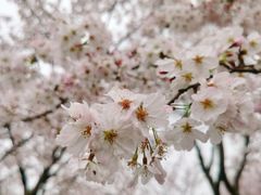 -顾村公园