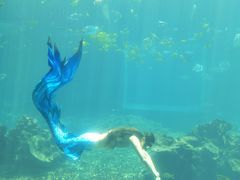-海棠湾洲际-涛·海底餐厅·美人鱼·自助餐·海底隧道