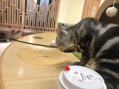 -猫和宫(六道口店)