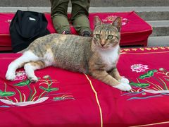 -龙华素斋(龙华路店)