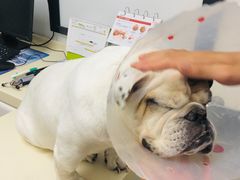-宠颐生中康贝怡动物医院