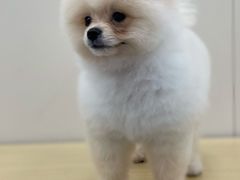 -美联众合爱康动物医院•复杂内科•肿瘤科•牙科•腔镜诊疗中心