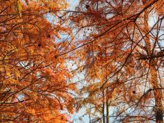 -上海海湾国家森林公园